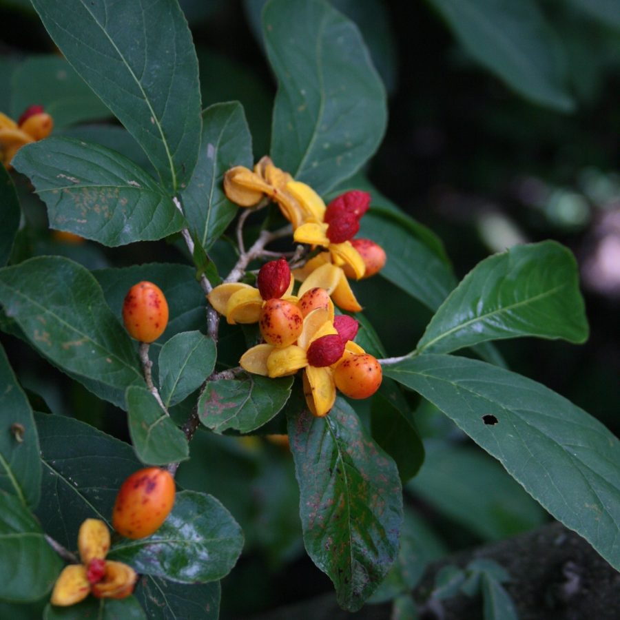 Casearia corymbosa Kunth, Costa Rica, Guanacaste Province, Rincón de la Vieja Volcano National Park. 