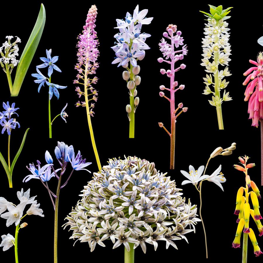 Subfamily Scilloideae diversity.