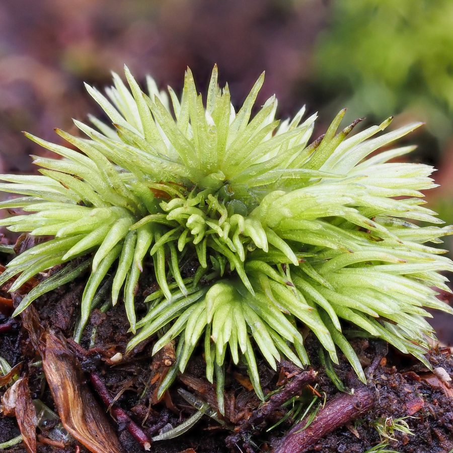 Leucobryum albidum (Leucobryaceae), on earth bank in beech (Fagus sylvatica) woodland, Epping Forest, Essex, England. 20 January 2022.