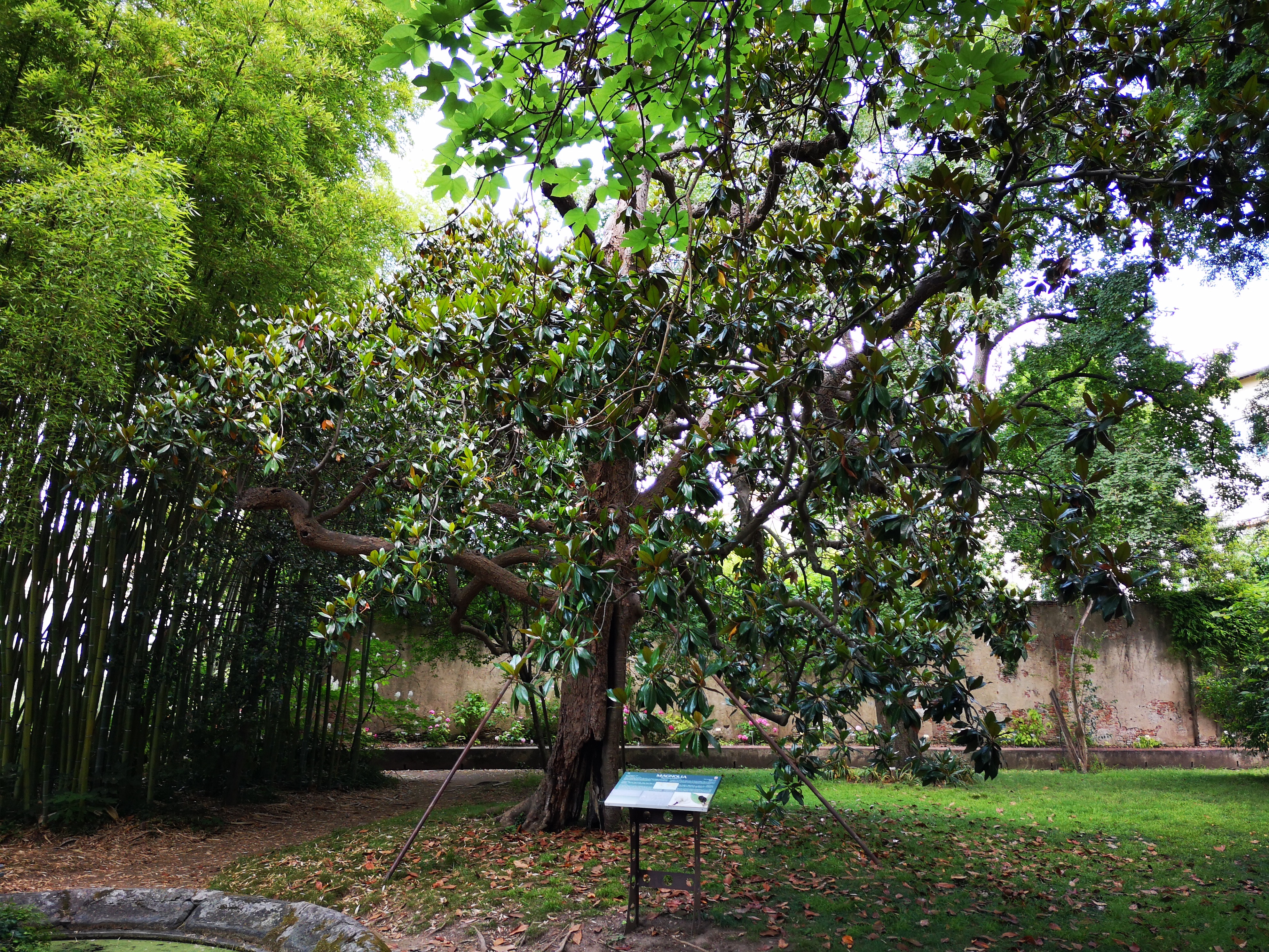 <p><em>Magnolia grandiflora</em> planted in 1787. One of the oldest trees in Orto del Cedro.</p>