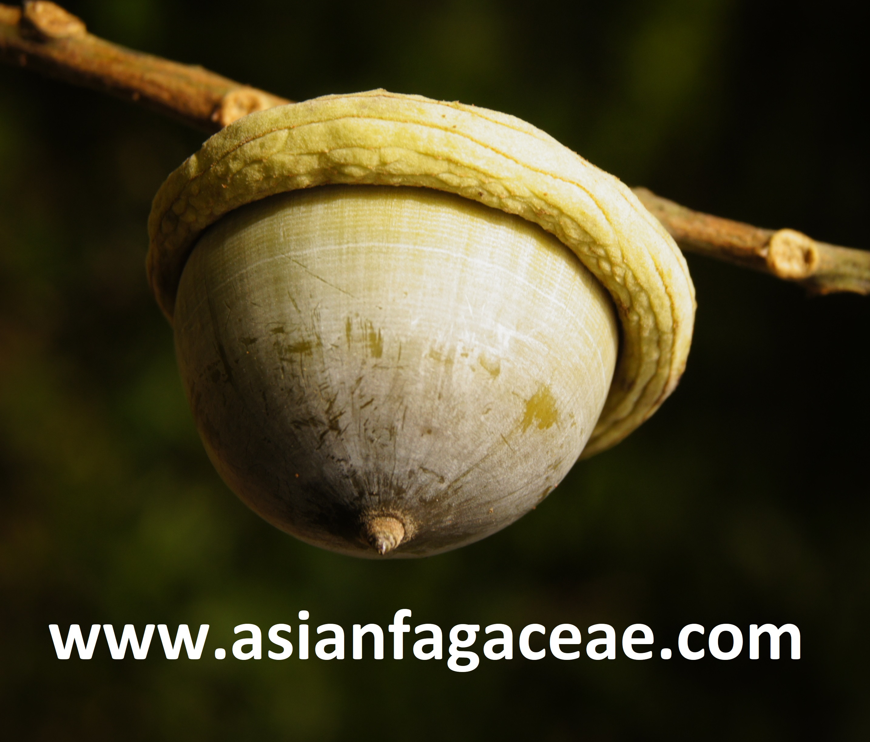 <p>www.asianfagaceae.com & www.asianfagaceae.com/fagaceae-outside-asia/<br /></p>