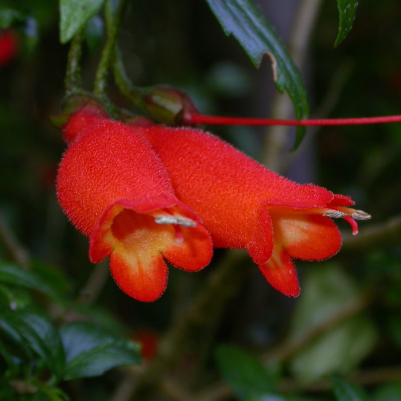 <p>Mitraria coccinea</p>