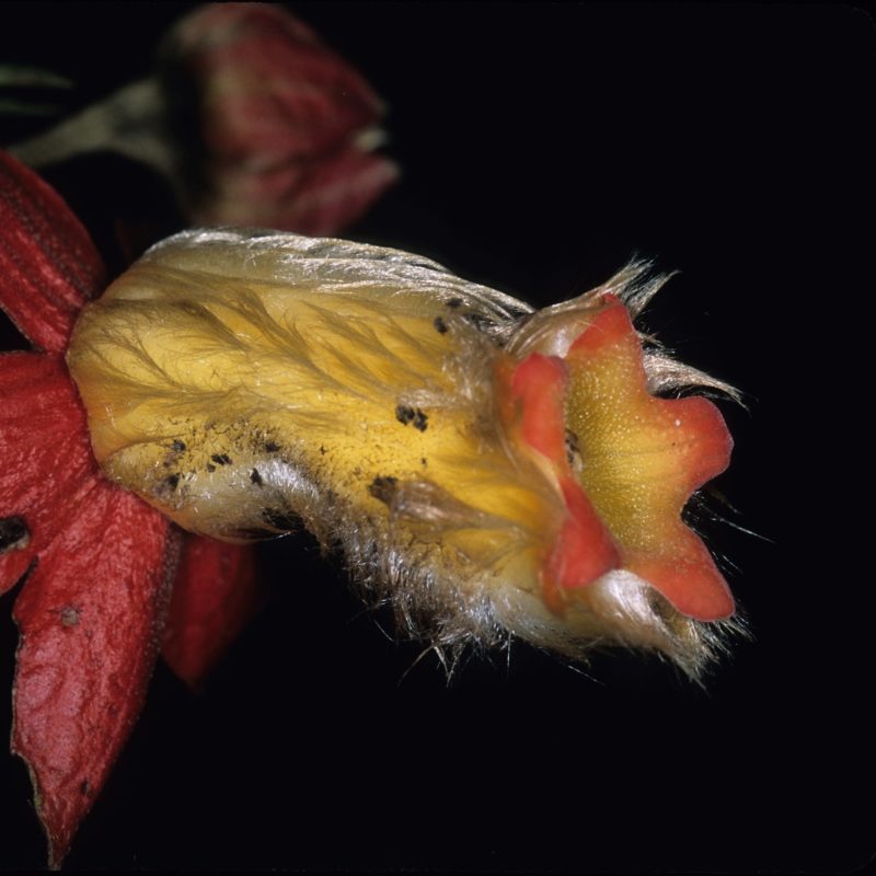 <p>Kohleria hypertrichosa (=J.L. Clark 8462)</p>