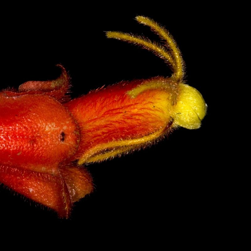 <p>Columnea antennifera (=J.L. Clark 13036)</p>