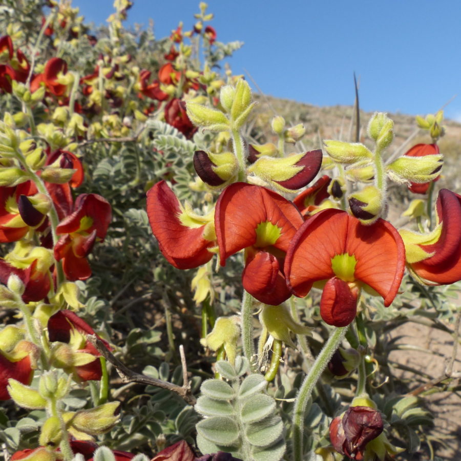 Poissonia weberbaueri from the lomas vegetation of coastal Peru. Novemeber 2018