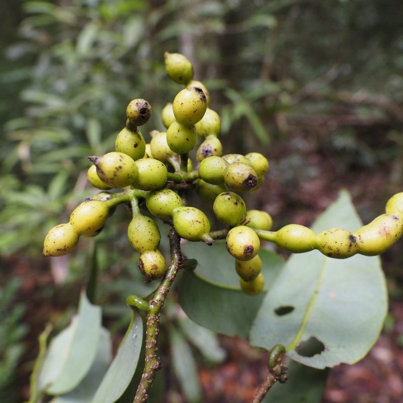 <p><em>Monanthotaxis podocarpa</em>, Madagascar</p>