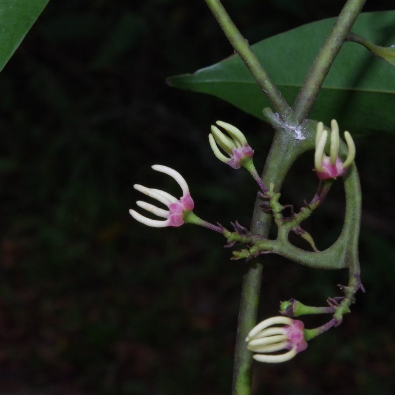 <p>Borneo, Malaysia, South East Asia</p>