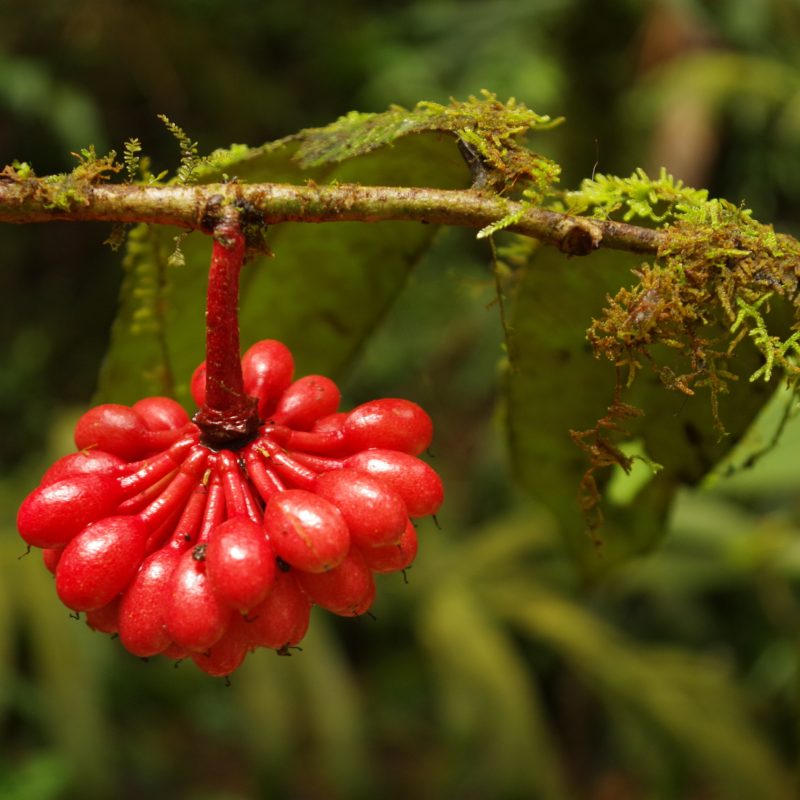 <p>Borneo, Malaysia, South East Asia</p>