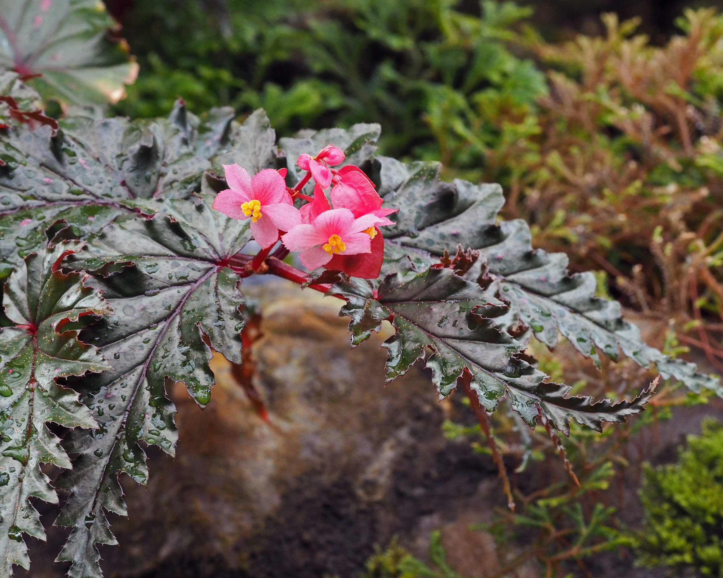   Begonia serratipetala Irmsch. © Robert Jones. Royal Botanic Garden Edinburgh