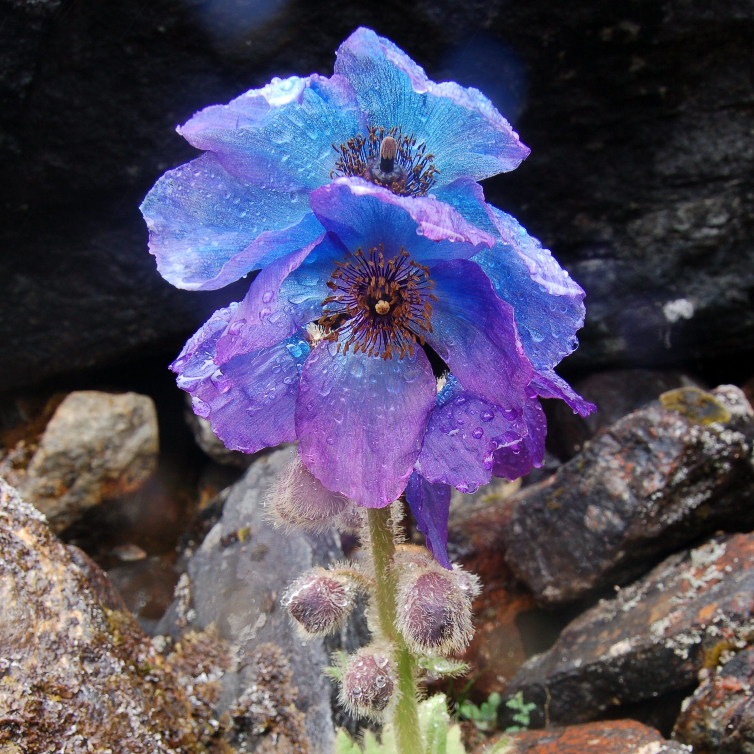   Meconopsis bhutanica. W Bhutan. 2009. © Alan Elliott